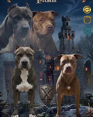 Prenotazione cucciolata in arrivo Pitbull