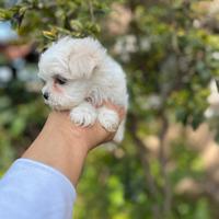 Maltese pedigre enci