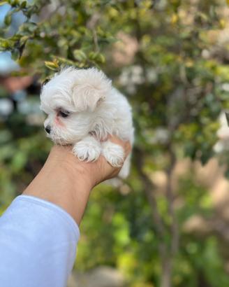 Maltese pedigre enci