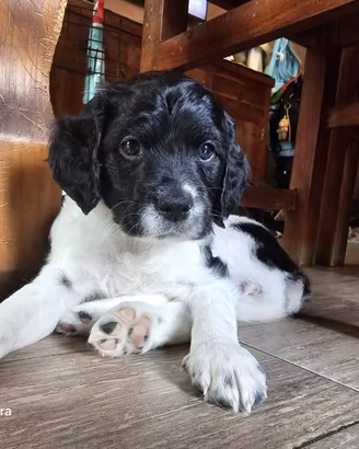 Cucciolo di breton maschio