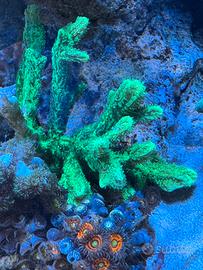 Acquario marino