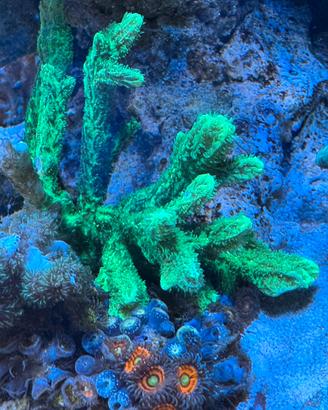 Acquario marino