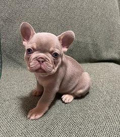 Bull dog francese blu New Shade Isabella tan