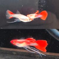 Guppy red nose koi ribbon o long fin portatori