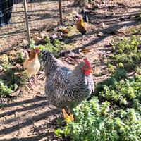 Galline galli pulcini