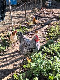 Galline galli pulcini