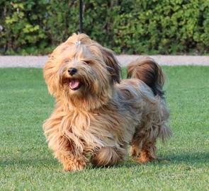 Cagnolini piccola taglia