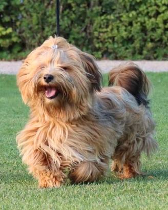 Cagnolini piccola taglia