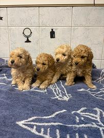 Cuccioli di barboncino albicocca