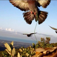 Piccioni addestrati cimbelli e volantini