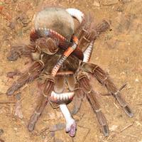 Theraposa Blondi Sling