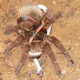 Theraposa Blondi Sling