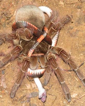 Theraposa Blondi Sling
