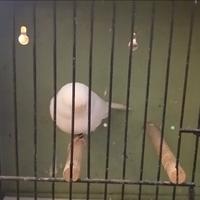 Canarina gloster consort bianca unicolore