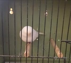 Canarina gloster consort bianca unicolore