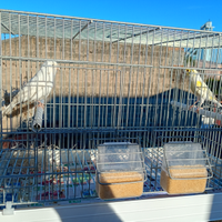 Canarini caserta e provincia