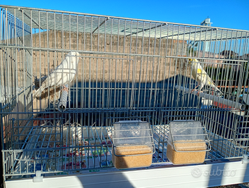 Canarini caserta e provincia