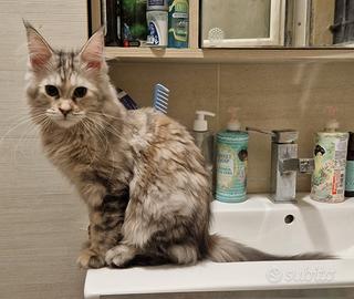 Cuccioline di Maine Coon