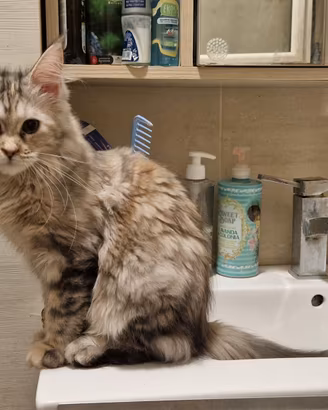 Cuccioline di Maine Coon