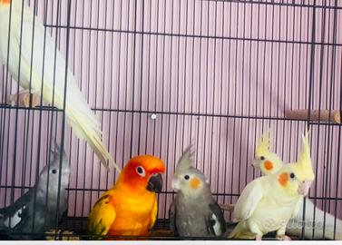 Animali