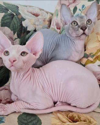 Cuccioli pura razza sphinx