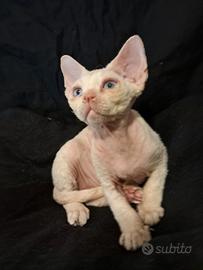 Devon rex red point con bianco