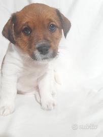 Cuccioli di Jack Russell terrier broken