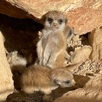 Suricata