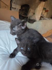 Gatto gattini