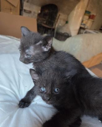 Gatto gattini