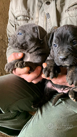 Cuccioli di cane Corso