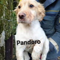 Cucciolo incrocio setter