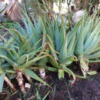 Piante di Aloe