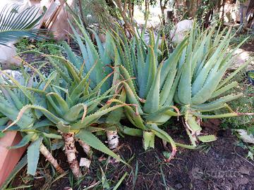 Piante di Aloe