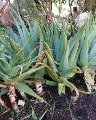 Piante di Aloe