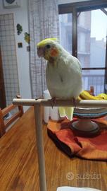 Calopsita