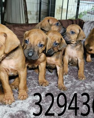 Rhodesian ridgeback