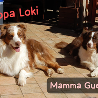 Australian Schepard Pastori Australiani