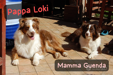 Australian Schepard Pastori Australiani