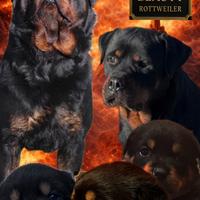 Rottweiler cuccioli