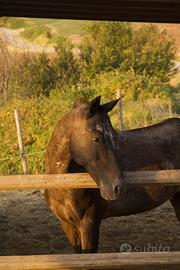 Appaloosa di 11 anni