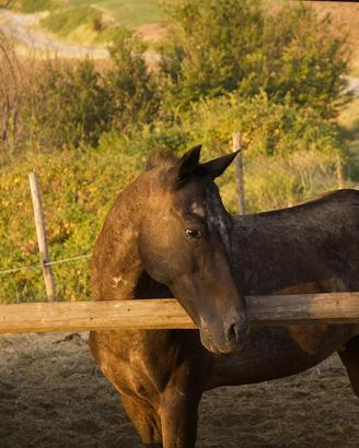 Appaloosa di 11 anni