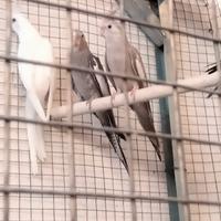 Pappagalli calopsite e inseparabili