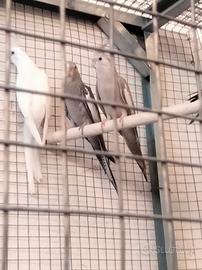 Pappagalli calopsite e inseparabili