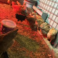 Galline Pulcinotti Capponi Tachini