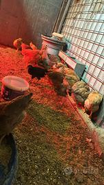 Galline Pulcinotti Capponi Tachini