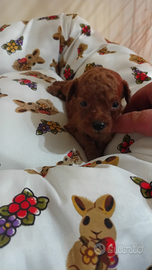 Barboncini Toy o mini toy