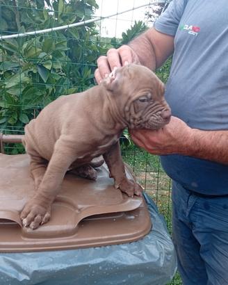 Cuccioli di cane corso