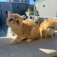 Exotic Shorthair cucciolii