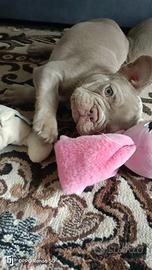 Bulldog francese esotico New Shade Isabella tan